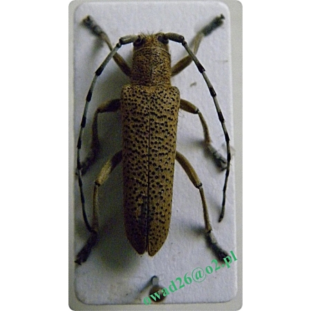 Saperda similis Laicharting, 1784 male Rzemlik podobny